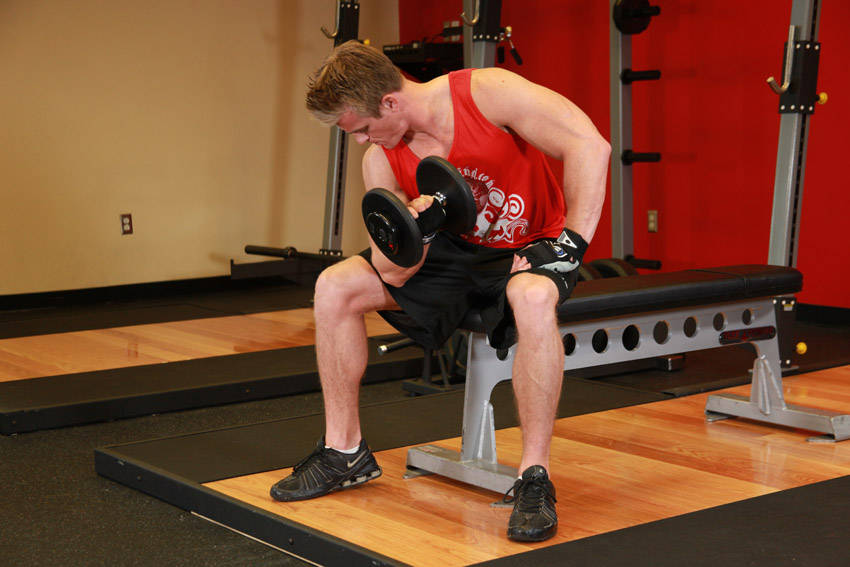 Concentration Curls - Bitiş Pozisyonu