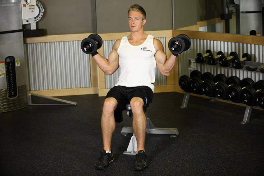 Seated Dumbbell Inner Biceps Curl - Bitiş Pozisyonu